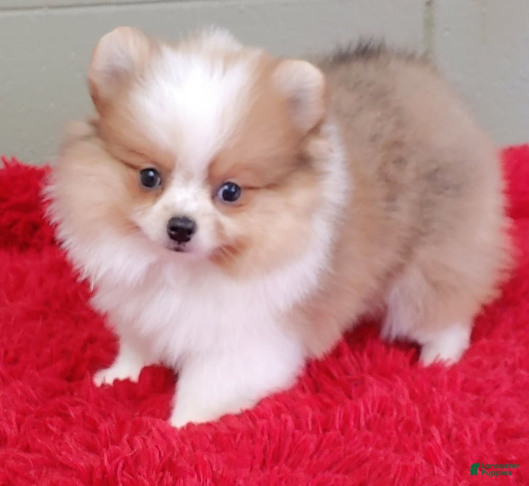 Pomeranian dogs for sale: Tinker - Image 5