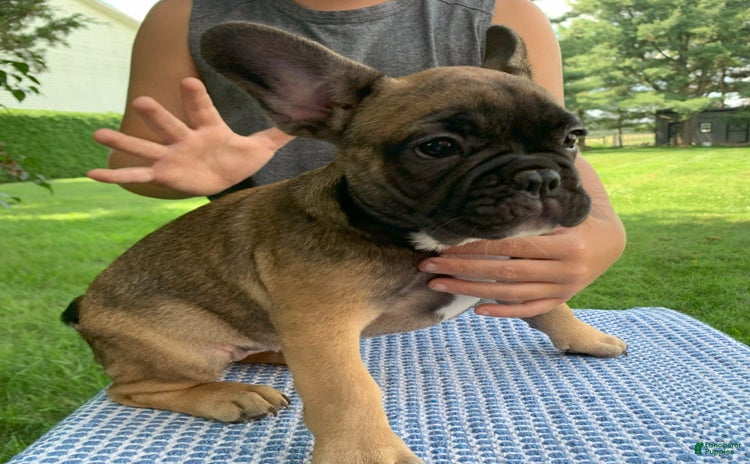 French Bulldog dogs for sale - Ad 5