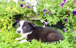 Australian Shepherd dogs for sale: Reba - Image 3