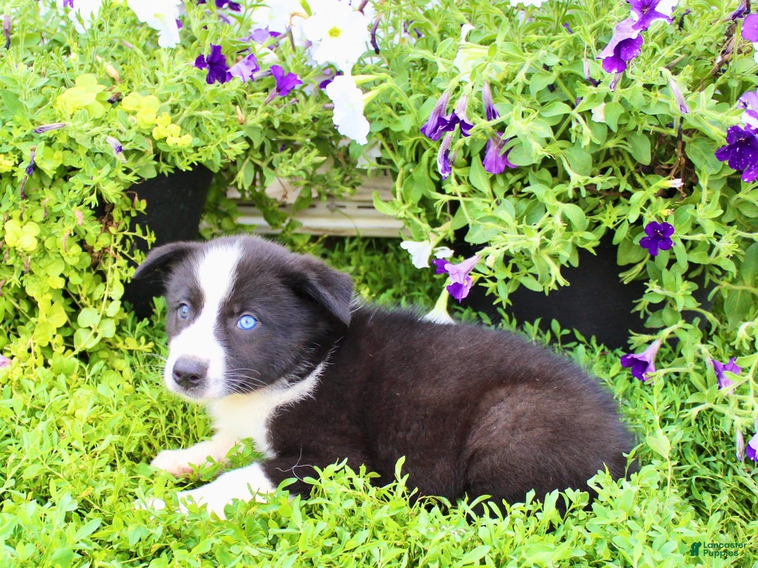 Australian Shepherd dogs for sale: Reba - Image 3