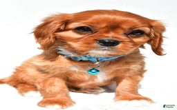 Cavalier King Charles Spaniel dogs for sale: Princess - Image 1