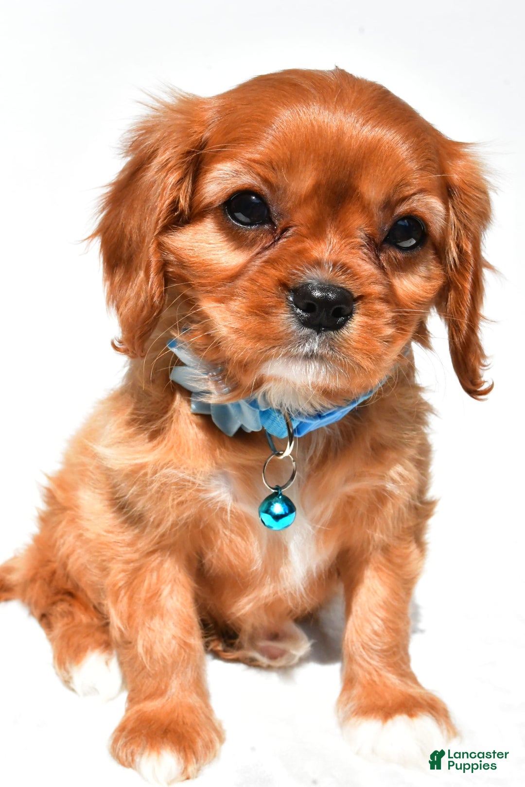 Cavalier King Charles Spaniel dogs for sale: Princess - Image 1