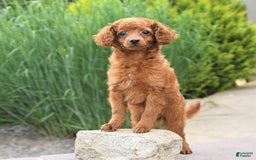 Cockapoo dogs for sale: Evan - Image 8