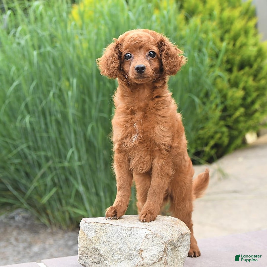 Cockapoo dogs for sale: Evan - Image 8