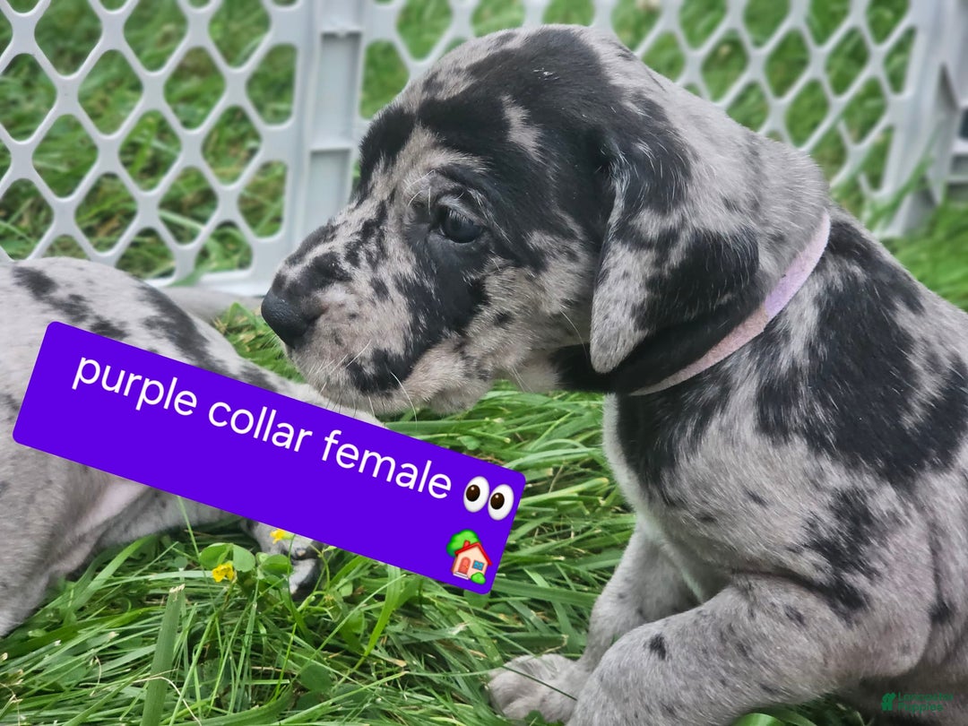Great Dane dogs for sale: Purple collar - Image 4