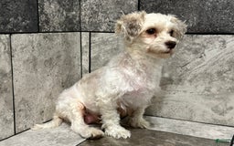 Havapoo dogs for sale: Sadie - Image 6