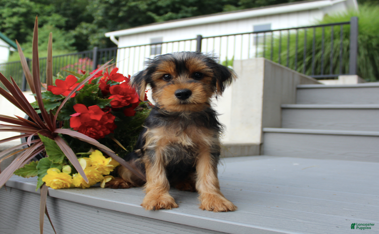 Yorkshire Terrier dogs for sale - Ad 2