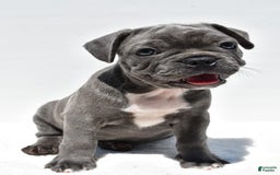 Frenchton dogs for sale: Buddy - Image 1
