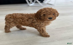 Toy Poodle dogs for sale: Teddy - Image 2