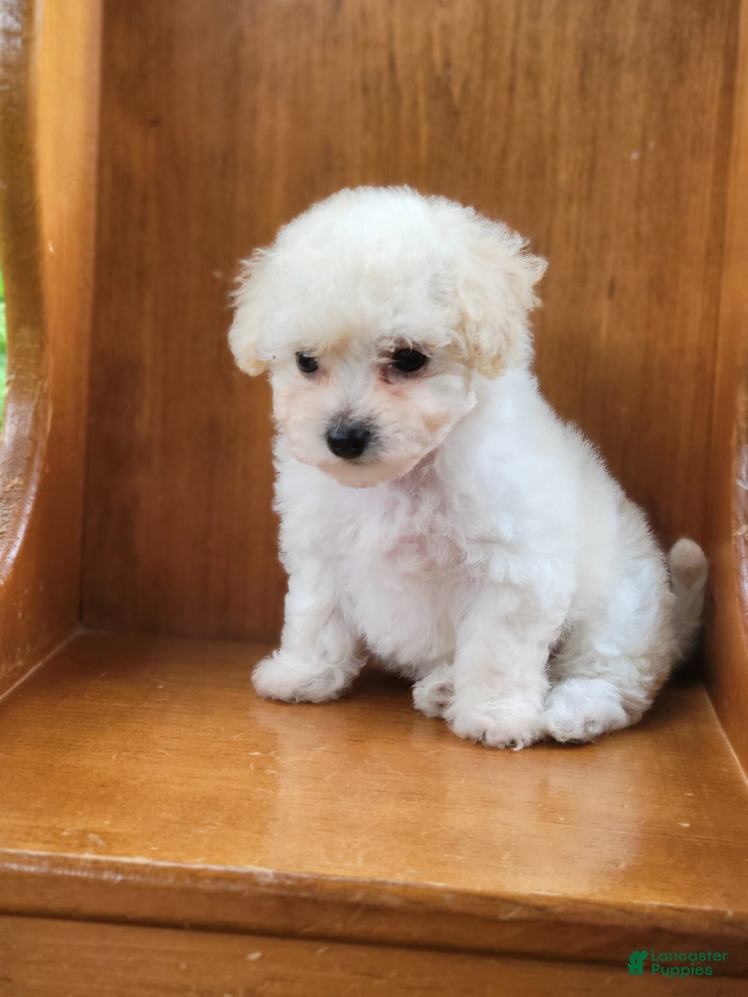 Bichpoo dogs for sale: Tatiana - Image 9
