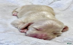 Miniature Dachshund dogs for sale: Custard - Image 4