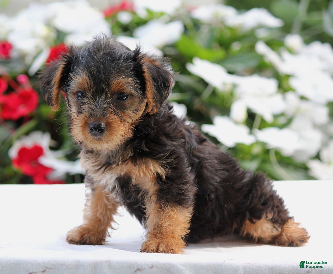 Yorkshire Terrier dogs for sale: Buddy - Image 1