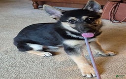 German Shepherd dogs for sale: Heidi - Image 28