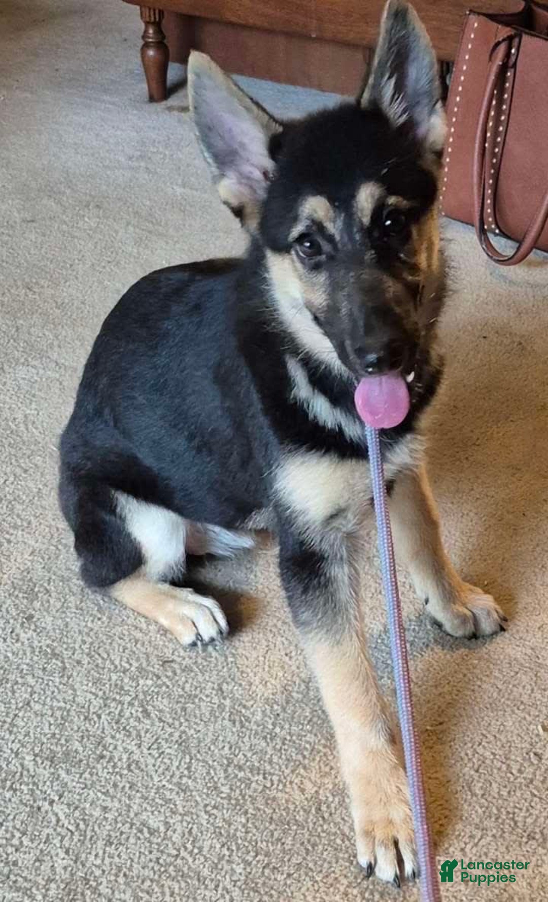 German Shepherd dogs for sale: Heidi - Image 28