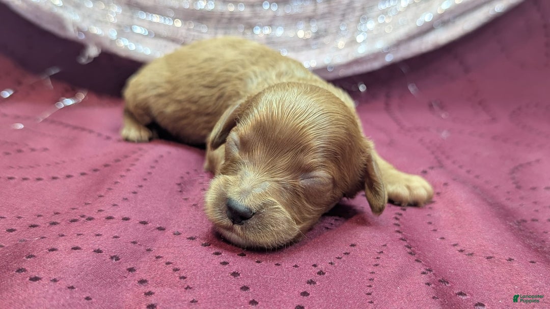 Cavapoo dogs for sale: Apollo - Image 24