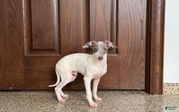 Italian Greyhound dogs for sale: Jace - Image 10