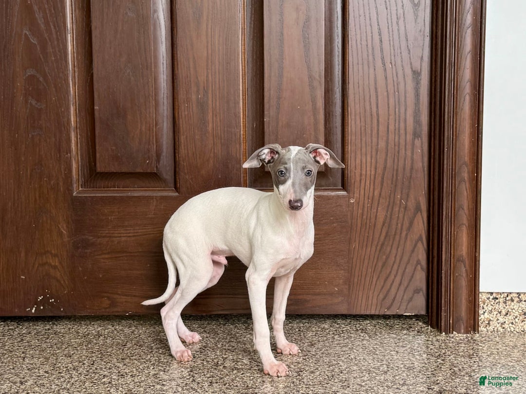 Italian Greyhound dogs for sale: Jace - Image 10
