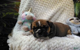 Olde English Bulldogge dogs for sale: Milo - Image 1
