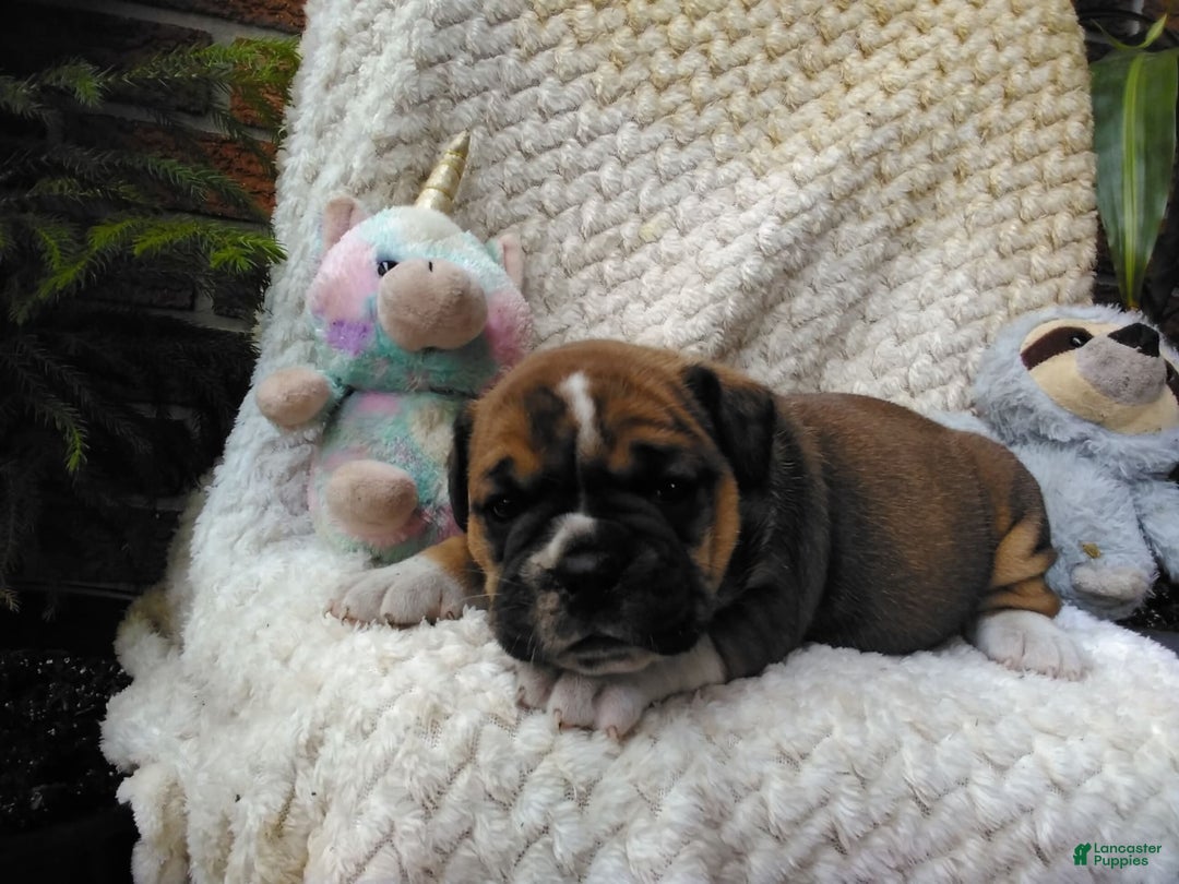 Olde English Bulldogge dogs for sale: Milo - Image 1