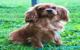 Cavapoo dogs for sale: Ian - Image 13