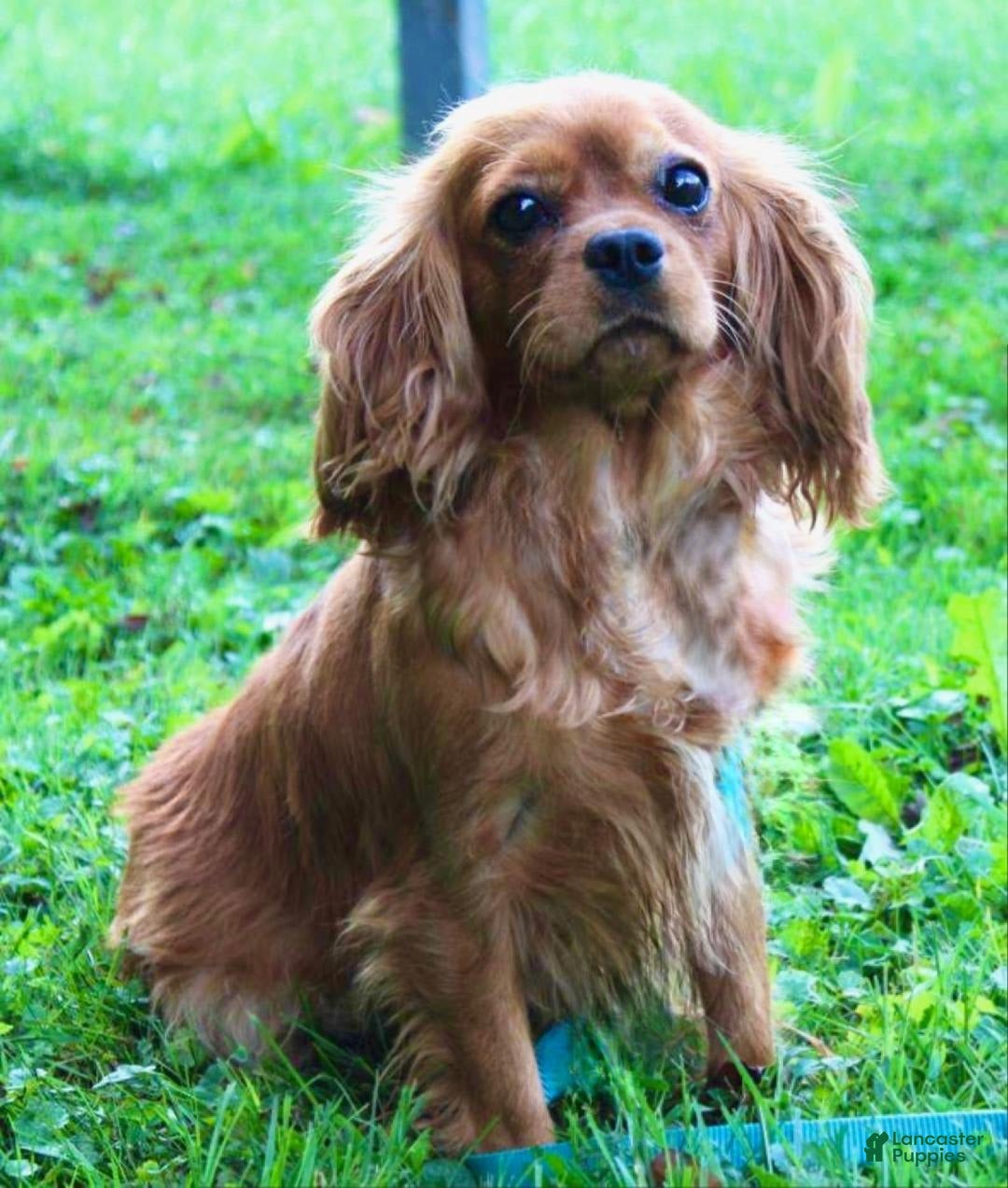 Cavapoo dogs for sale: Ian - Image 13