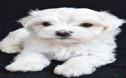 Maltese dogs for sale: River - Image 7