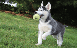 Siberian Husky dogs for sale: Alaska - Image 8