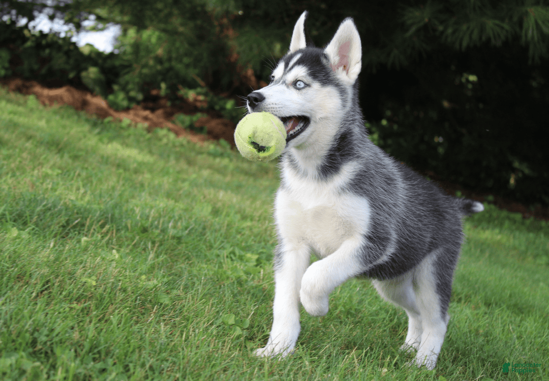 Siberian Husky dogs for sale: Alaska - Image 8