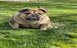 English Bulldog dogs for sale: Fluffy the Bear - Image 3
