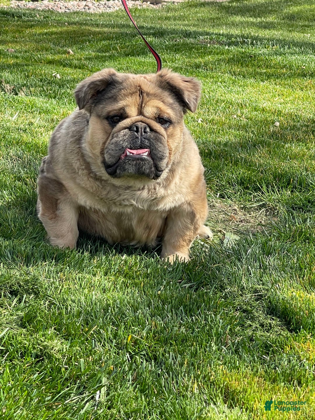English Bulldog dogs for sale: Fluffy the Bear - Image 3