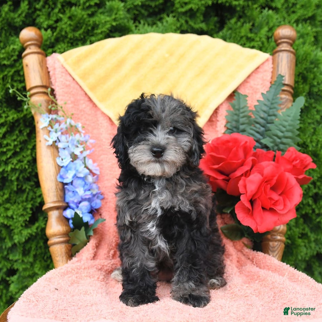 Miniature Poodle dogs for sale: Oakley - Image 17