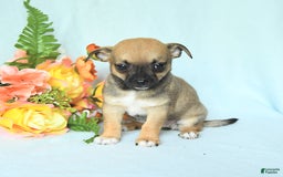 Chihuahua dogs for sale: Sage - Image 3