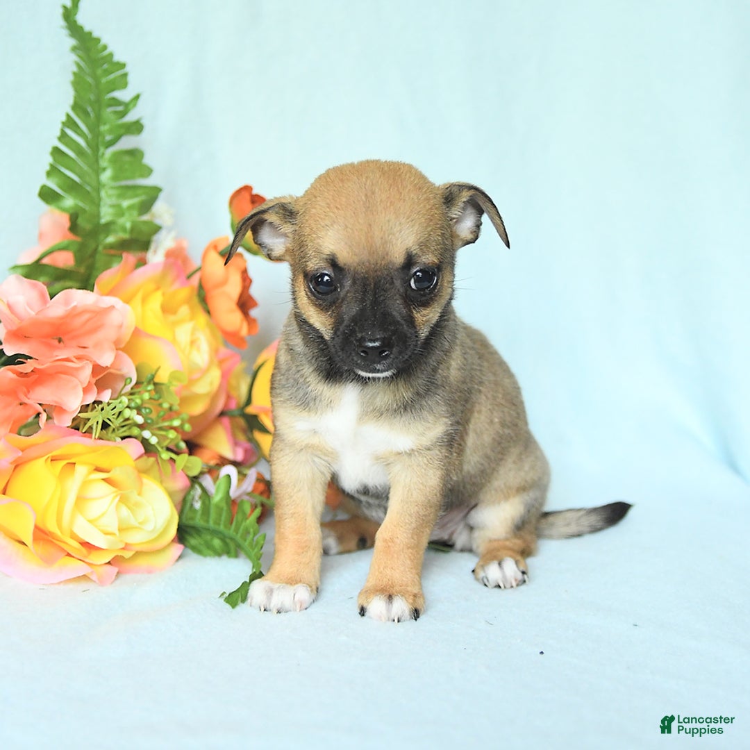 Chihuahua dogs for sale: Sage - Image 3
