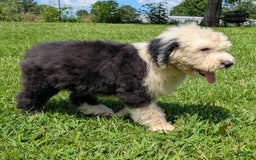 Old English Sheepdog dogs for sale: Fluffy - Image 18