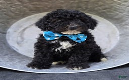  dogs for sale: Eagan - Image 3