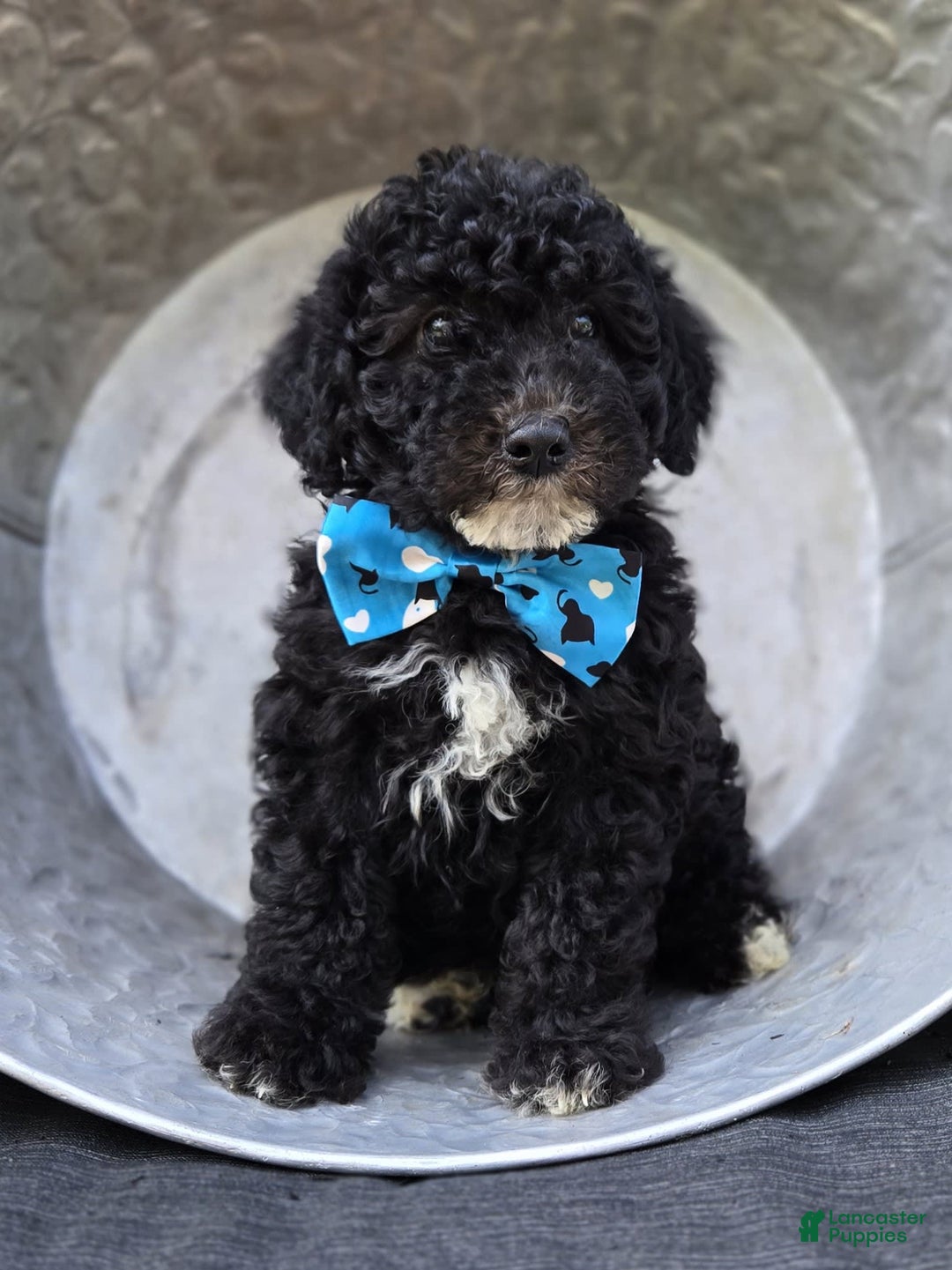  dogs for sale: Eagan - Image 3