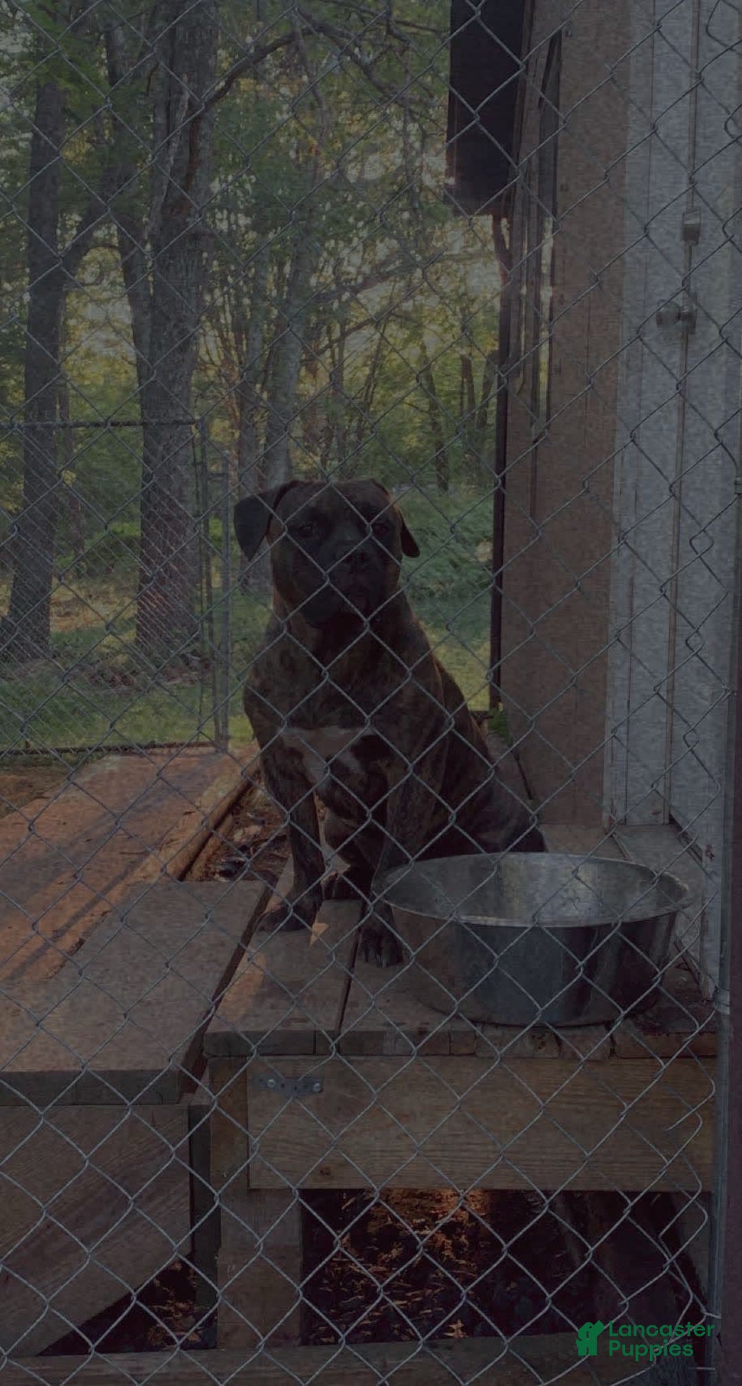 American Bully dogs for sale: Junior - Image 4