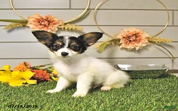 Papillon dogs for sale: Quinn - Image 11