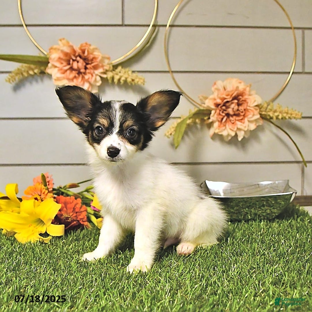 Papillon dogs for sale: Quinn - Image 11