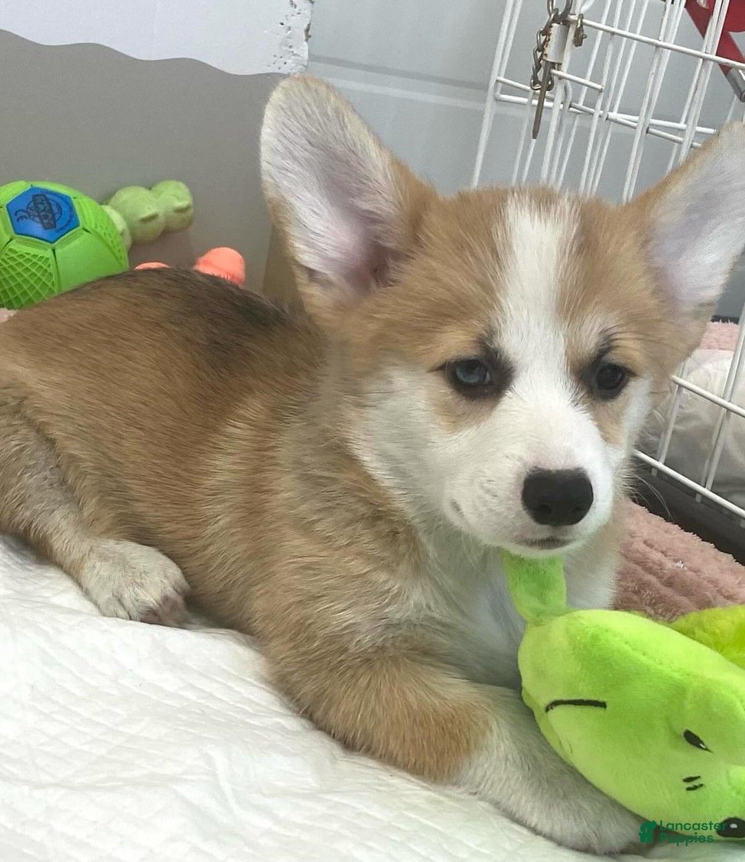 Welsh Corgi Pembroke dogs for sale: Jamie - Image 3