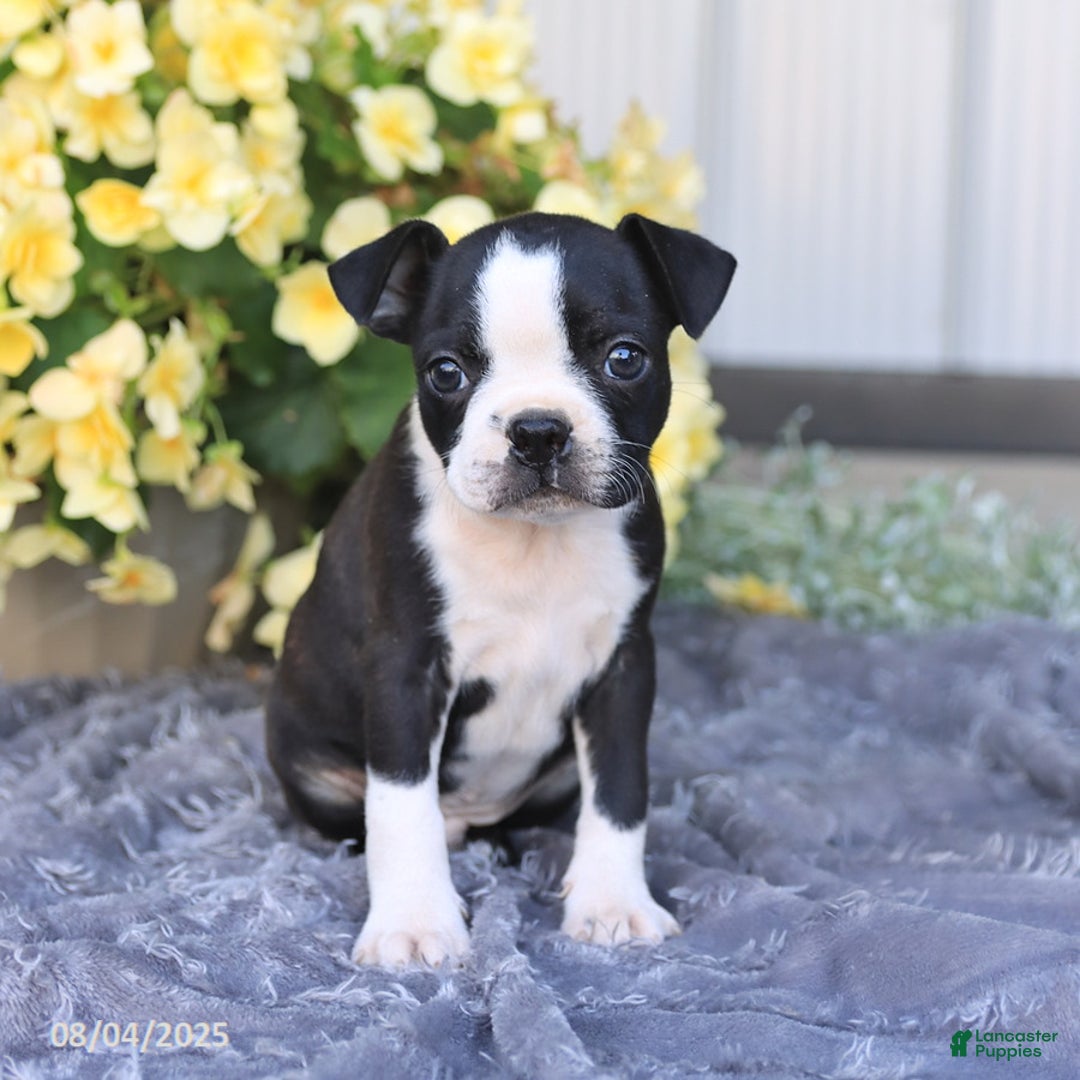 Boston Terrier dogs for sale: Homer - Image 4