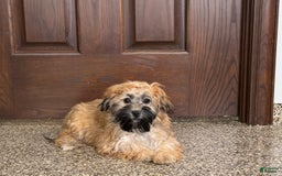 Havanese dogs for sale: Todd - Image 4