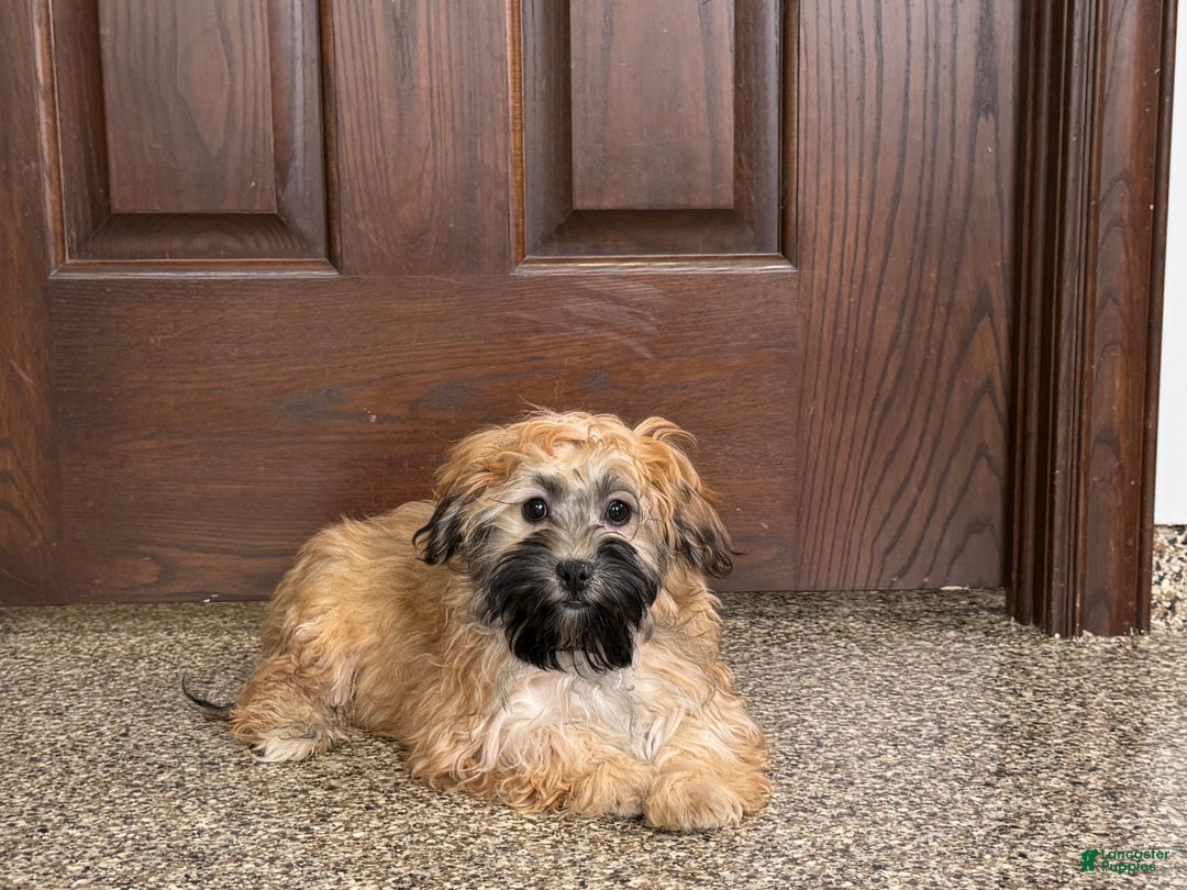 Havanese dogs for sale: Todd - Image 4