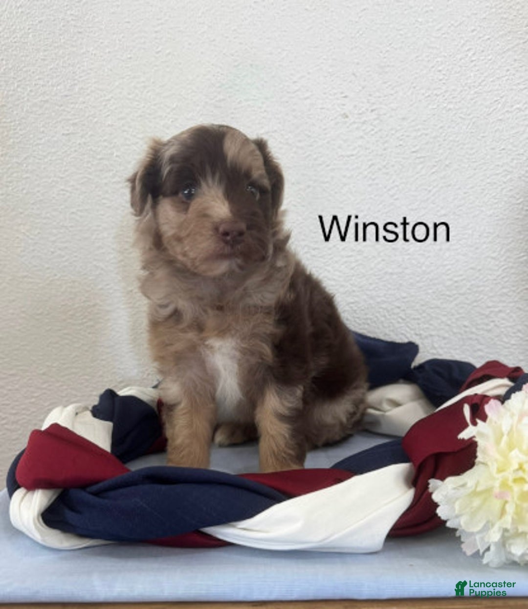 Mini Aussiedoodle dogs for sale: Winston - Image 1