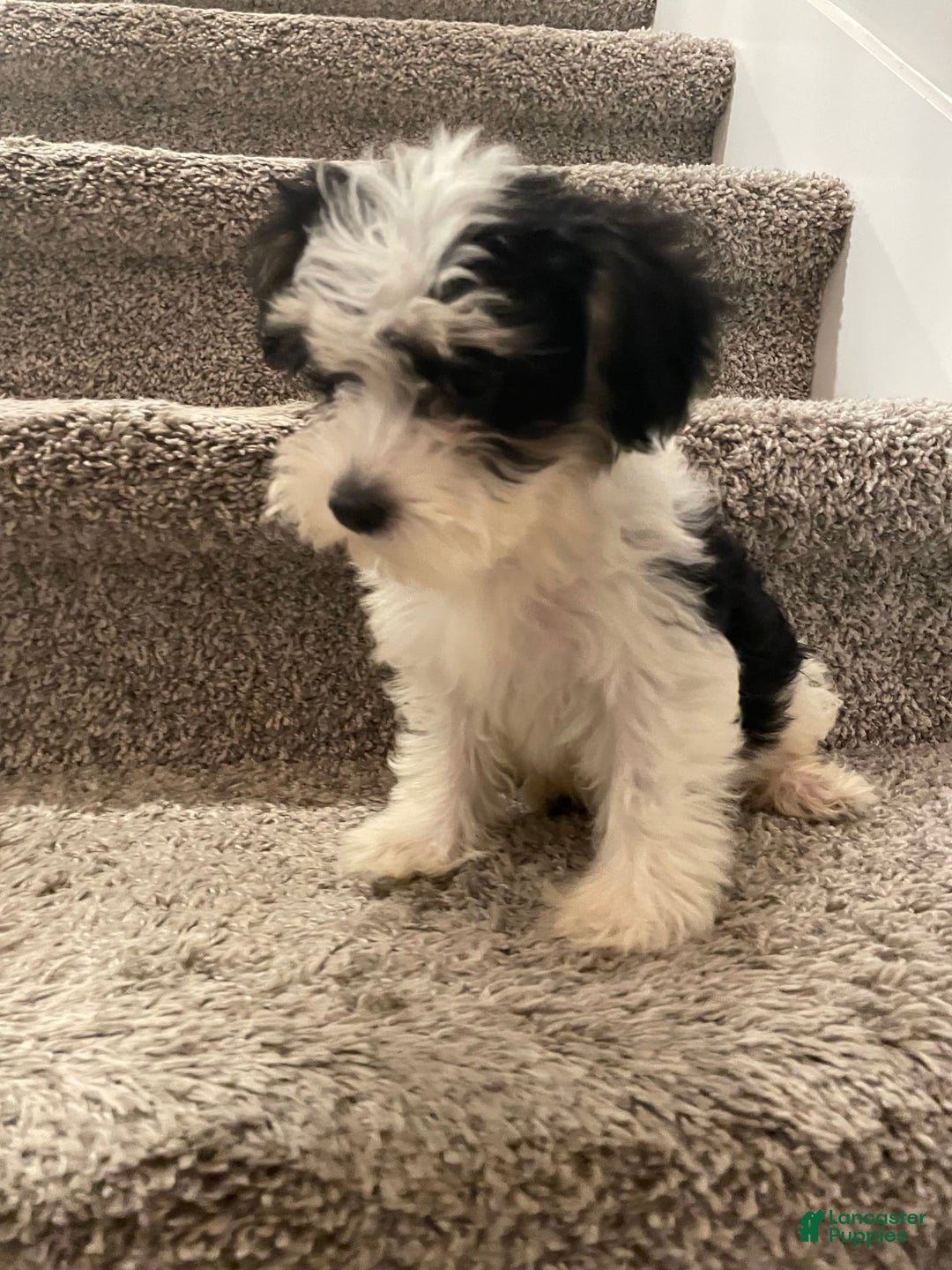 Maltipoo dogs for sale: Chanel - Image 1