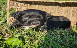 Bernese Mountain Dog dogs for sale: Lulu - Image 1