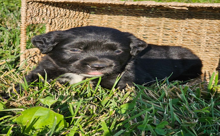 Bernese Mountain Dog dogs for sale - Ad 5