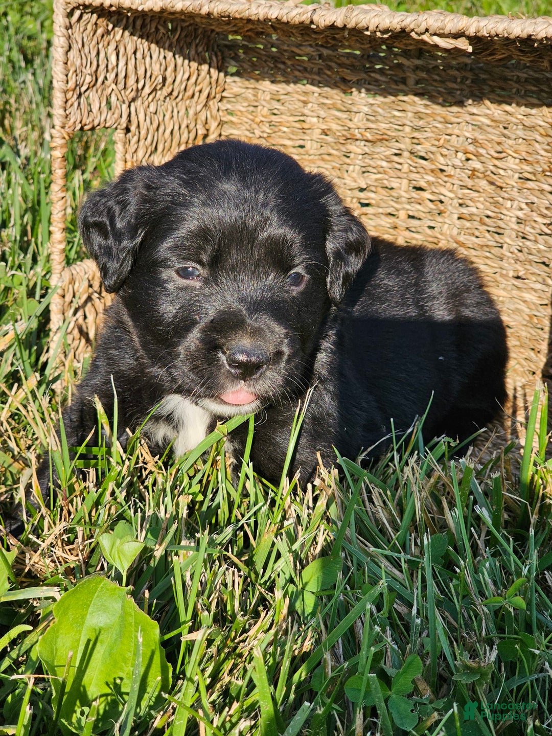 Bernese Mountain Dog dogs for sale: Lulu - Image 1