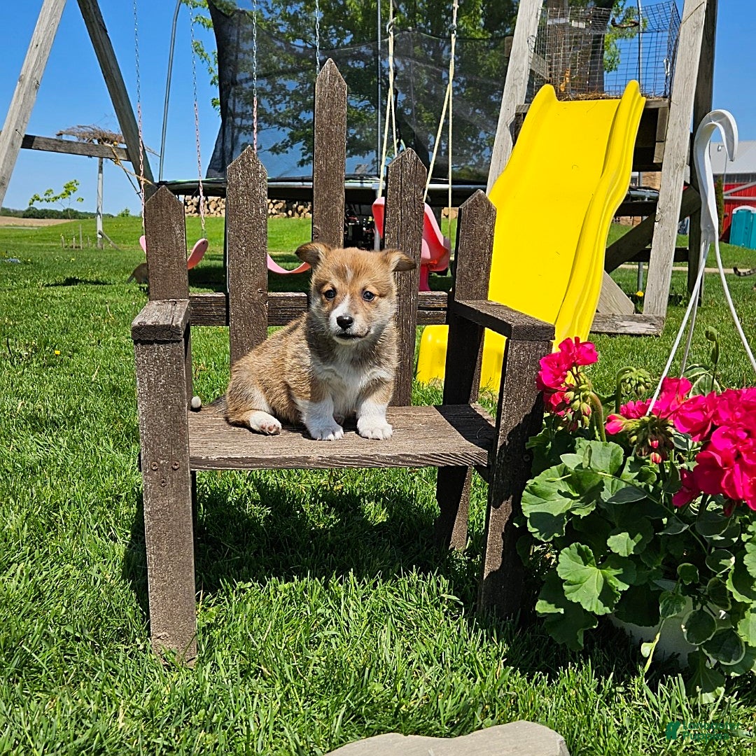 Welsh Corgi Pembroke dogs for sale: Chocolate - Image 1