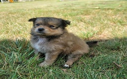 Pomeranian dogs for sale: Oscar - Image 3